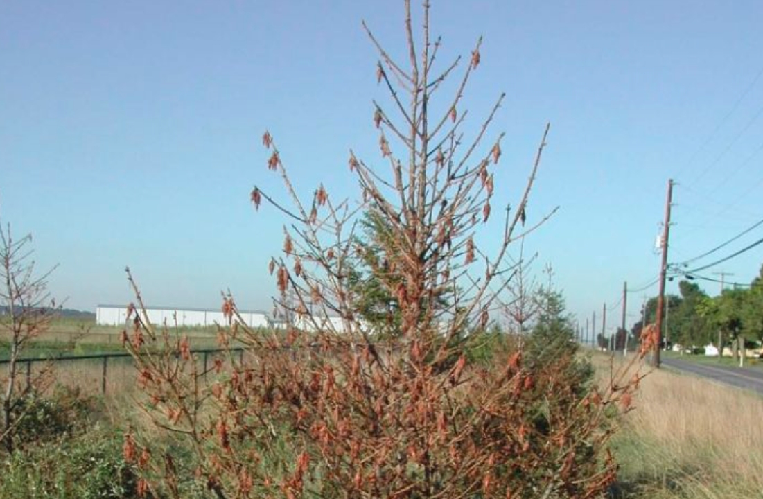 万万想不到！一只小虫子也能拥有非凡的建筑能力，构造还十分讲究