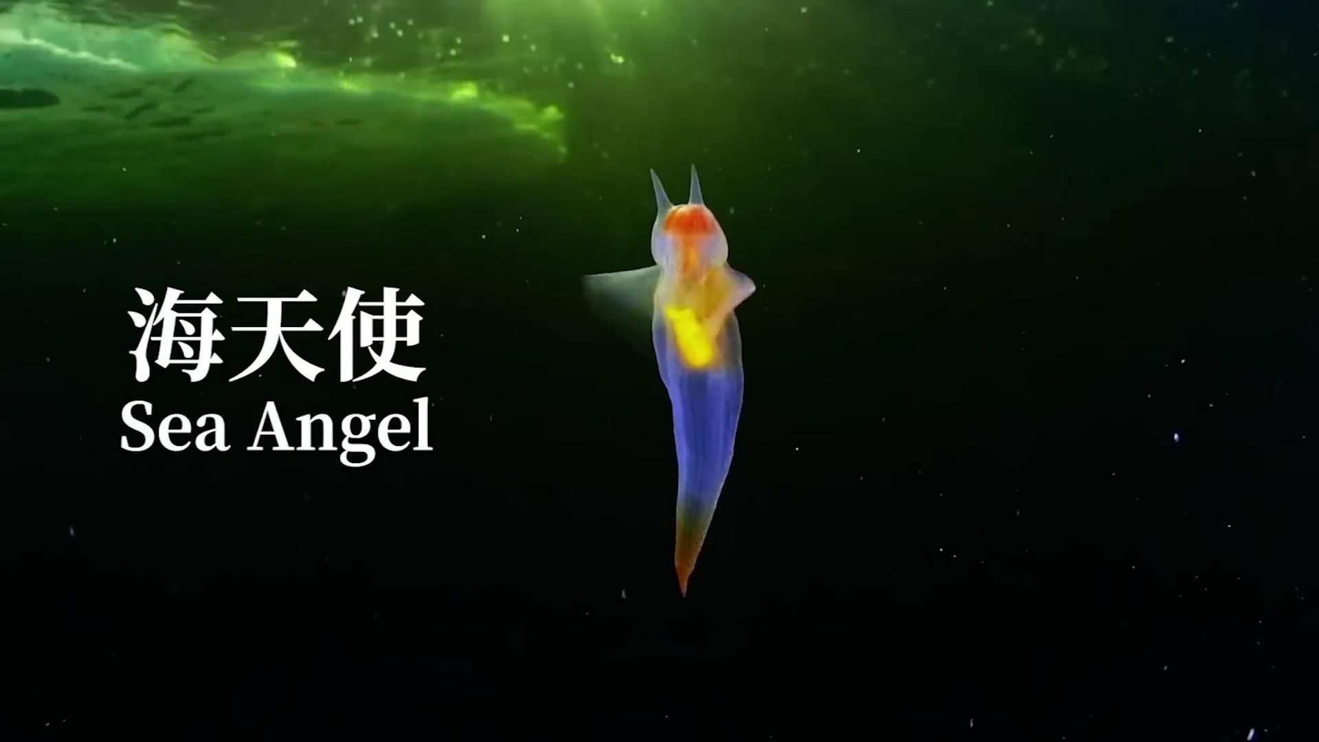 谷歌卫星参与探测，深海发现奇怪地形，揭开外星基地的真相
