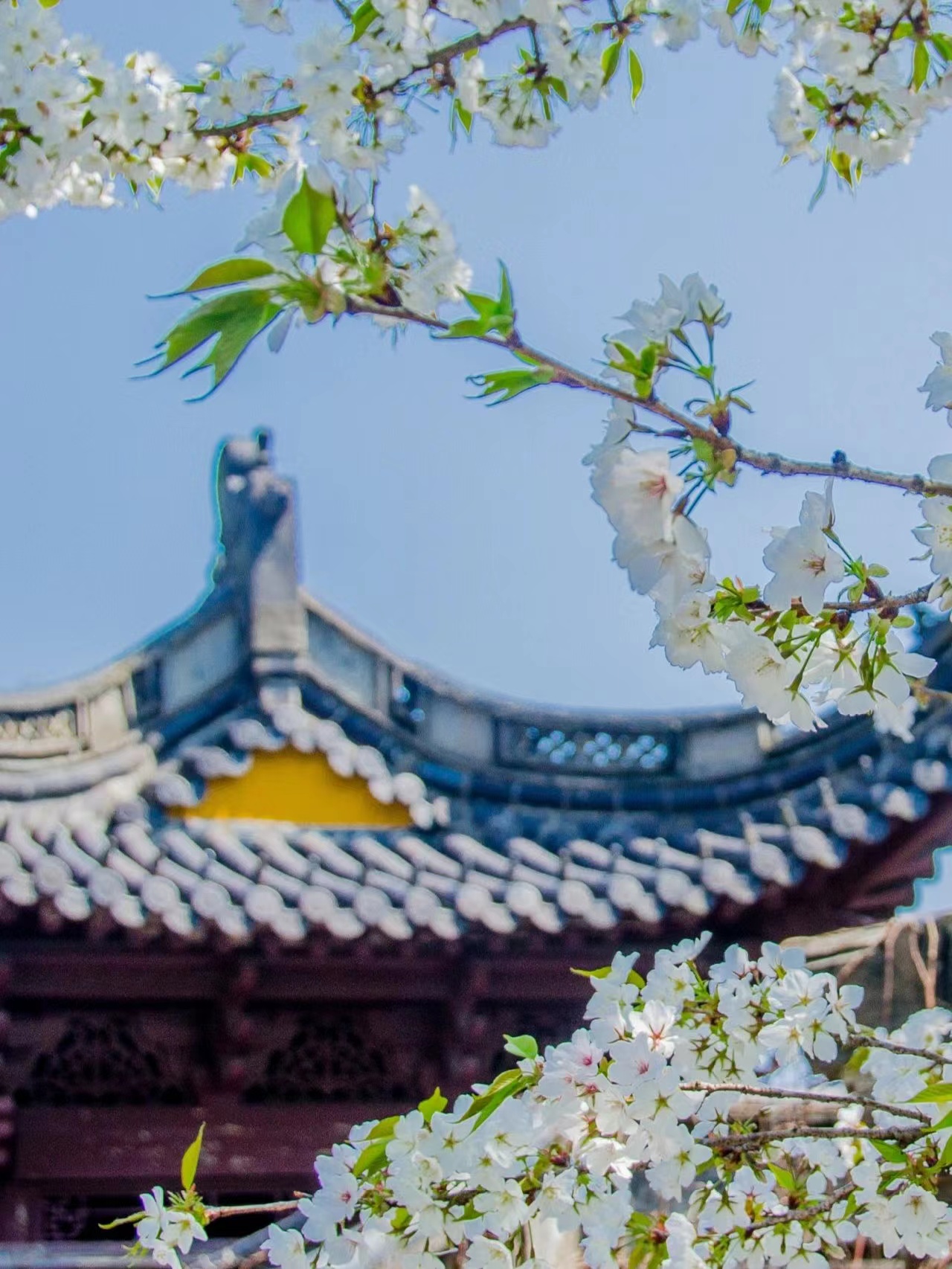 宁波|宁波最美赏樱路线，一路樱花相随美不胜收，一起去感受浪漫呀