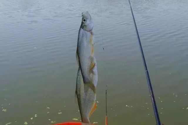 饵料|低温时节钓马口，做好这几点钓到你手软