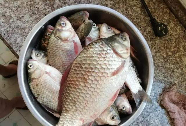 大爷|63岁老大爷野钓天天爆护,方法简单粗暴,就是他有些蛮横