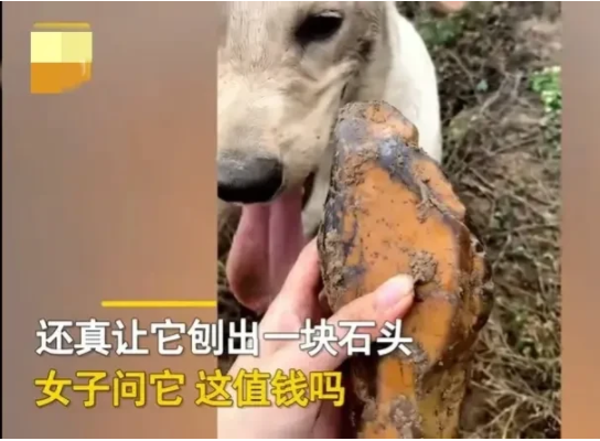 广西梧州,一女子带着自家狗狗在河边散步,突然狗狗像发现了宝贝似的