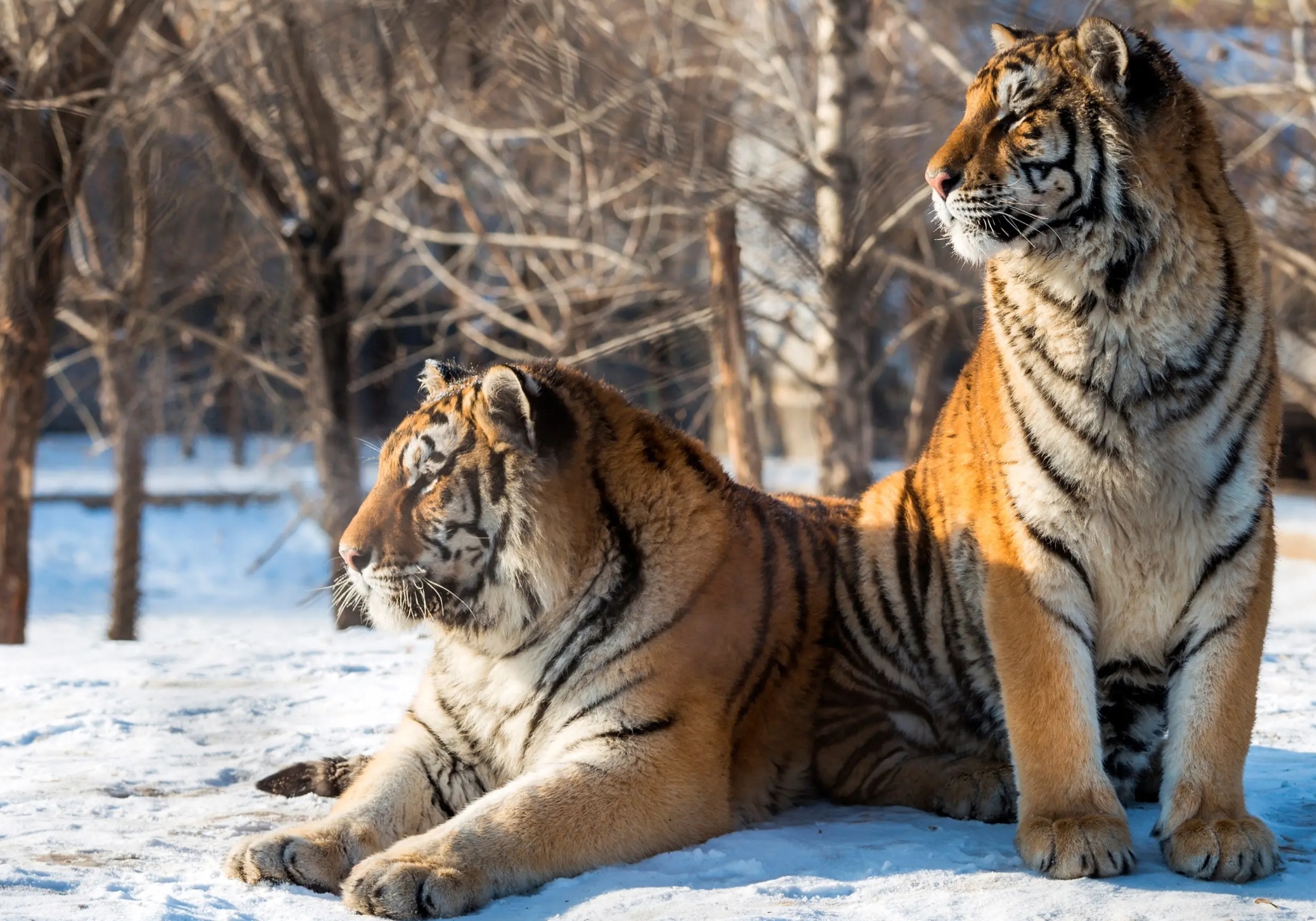 老虎的繁殖与交配，铁汉不柔情，冷门的知识又增加了