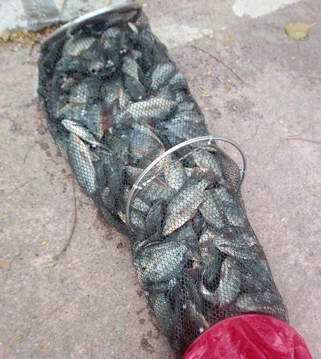 罗非鱼|深圳河道：泛滥的罗非鱼，有人半天钓几十斤，用漂白粉泡过才吃？