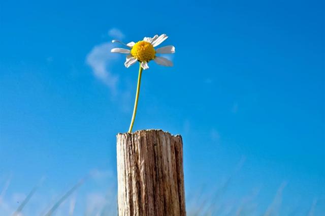 山药|退休中医：一张案例运用三味中药，把阳气补回来