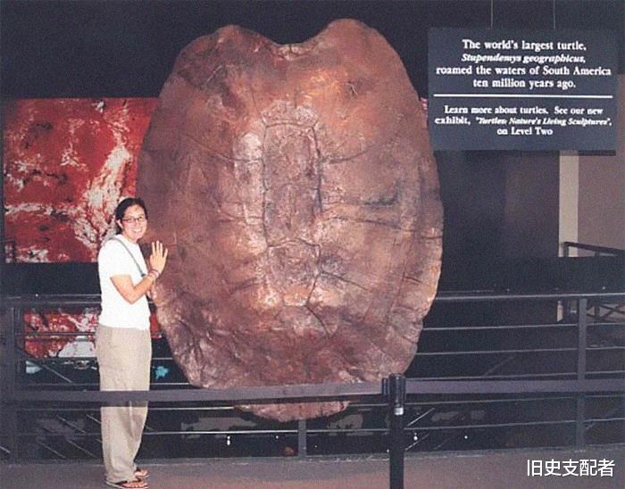 20个极为罕见的古生物化石,颠覆你对古代生物的想象