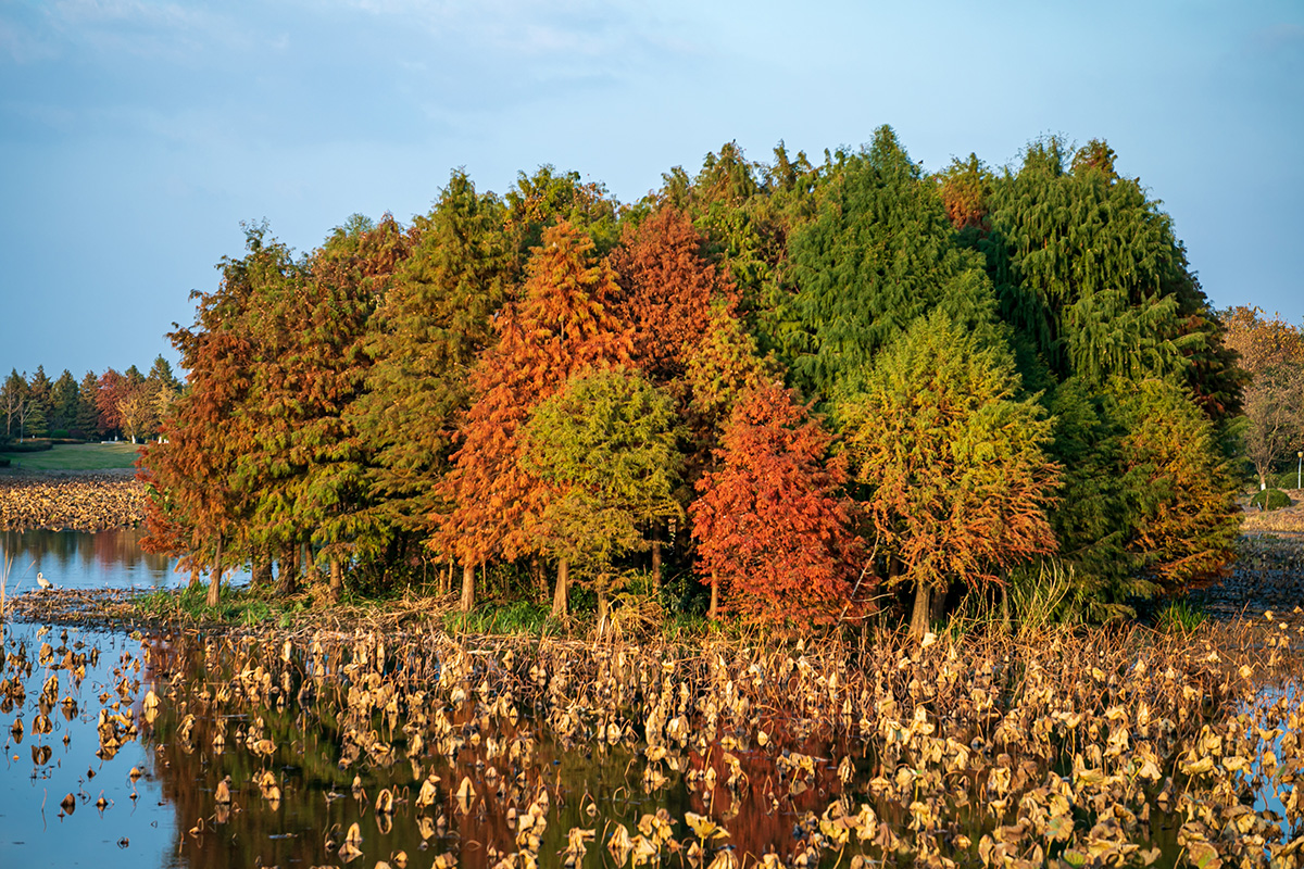 海边|层林尽染,丰富多彩