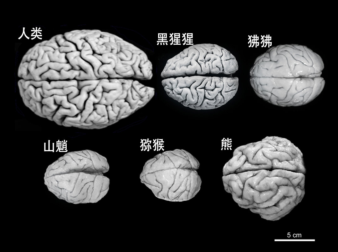 如果人类的体型缩小10倍,还能保住地球的霸主吗?