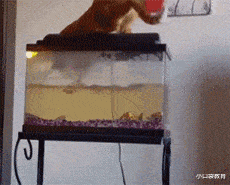 |“钓鱼被咬了，不过钓到了一条招财龙鱼，不亏啊”评论沸腾了