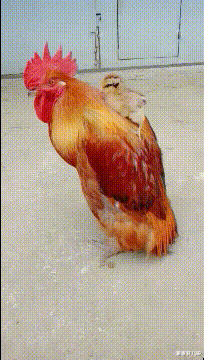 |“钓鱼被咬了，不过钓到了一条招财龙鱼，不亏，”评论沸腾了