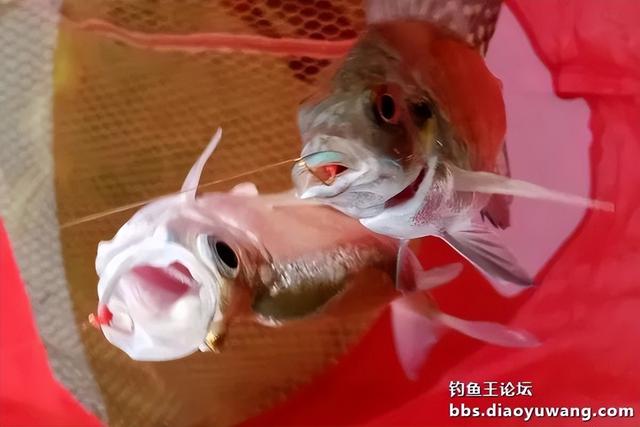 饵料|寒风萧萧鱼口好,猫非造反来凑热闹!!