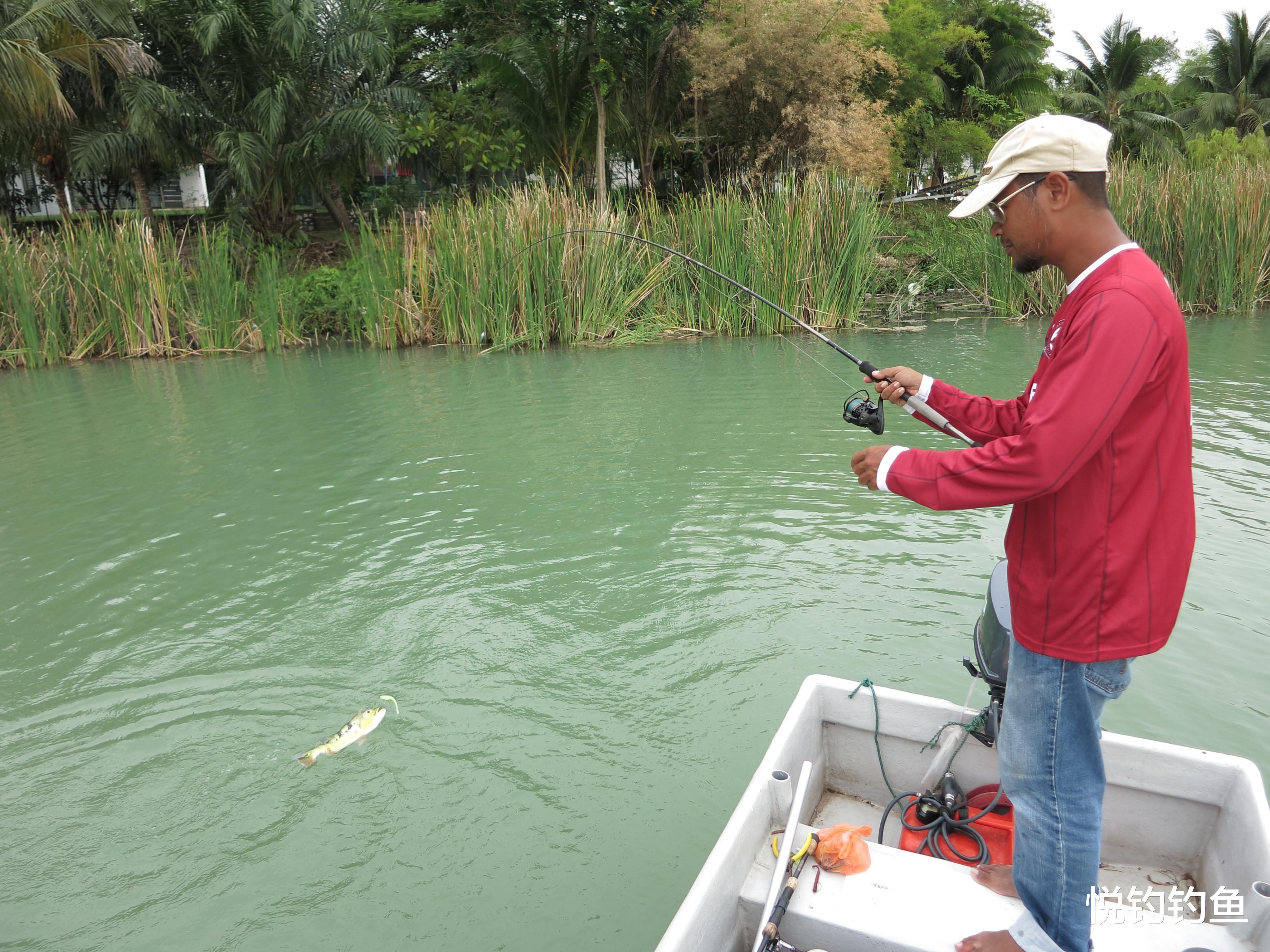 |作钓雨季前的孔雀鲈鱼,不能只靠运气,还要了解各种不稳定性