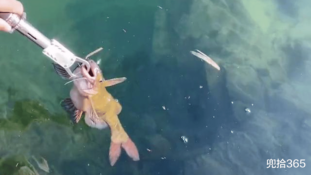 广西|半米长3斤重，男子户外野钓意外收获“黄颡鱼王”，最后如此处置