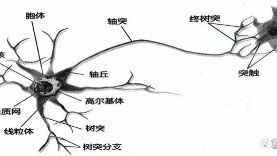 认知局限性说明了“意识”存在