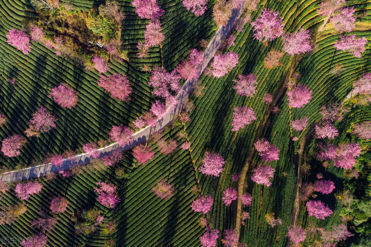 无锡|超越季节的美丽！滇西北这条宝藏路线，冬天也能看樱花、赏银杏