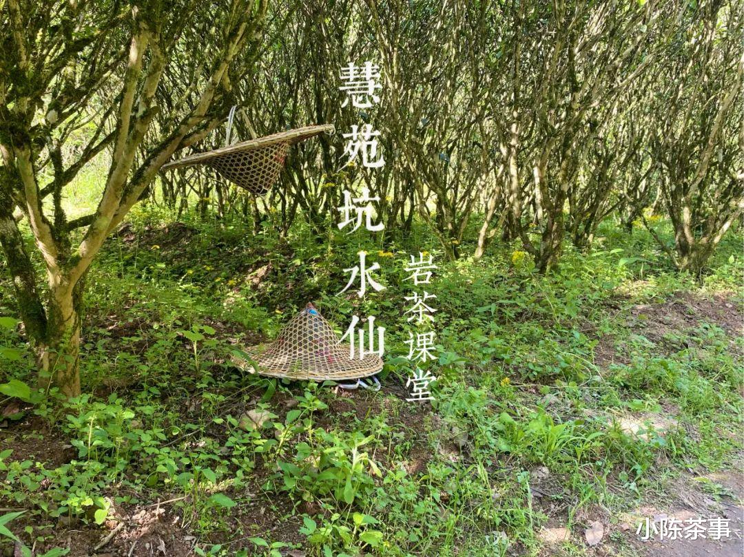 武夷山|章堂涧、古崖居、鹰嘴岩，现场实拍图还原，3分钟带你认识慧苑坑