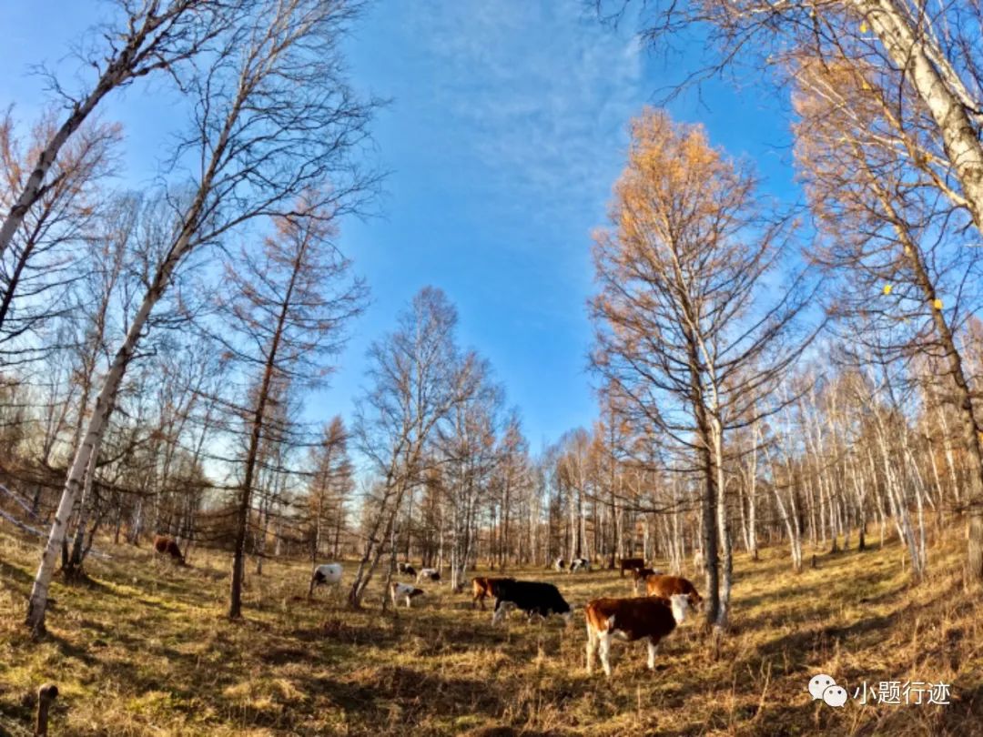 阿尔山|阿尔山的秋天可以有多美?美到醉景,美到来了不想走!