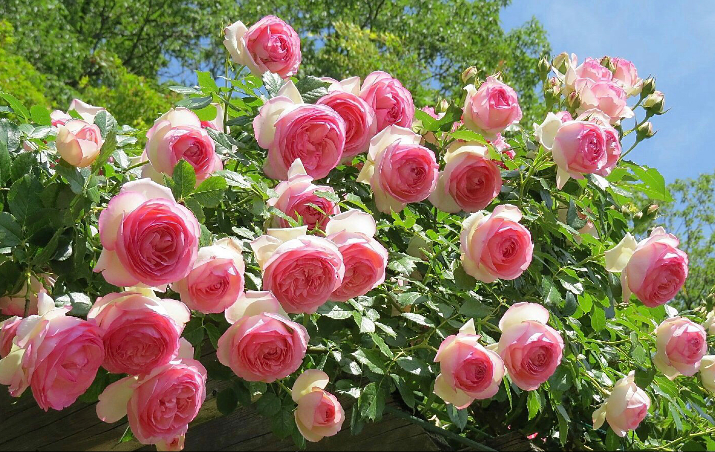 为了这个60㎡院子,买了一楼的房子,打造自己的秘密花园,太美啦