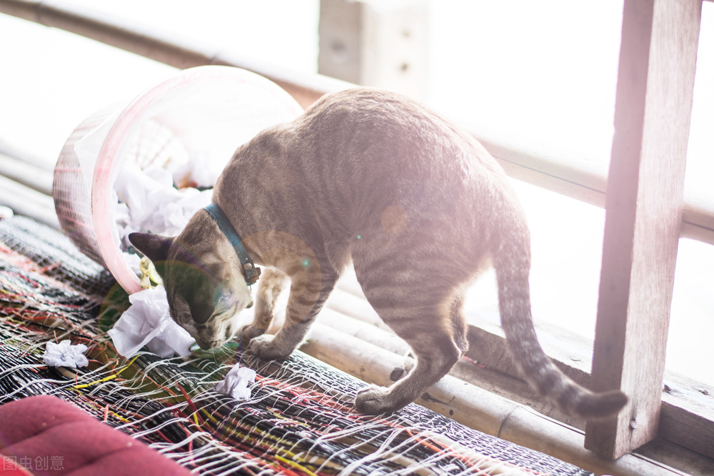 猫老喜欢吃塑料袋，啥原因，该怎么办？