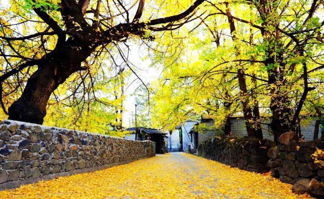 上海市|秋季国内旅游赏秋，去这5个地方，你绝对不会后悔，美成人间仙境