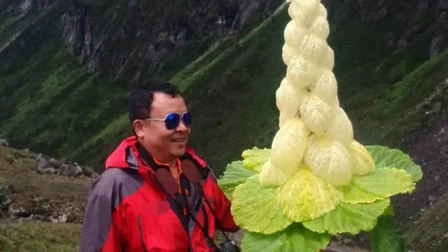 川藏公路|男子采了川藏线的“大白菜”倒赔2W，4000一颗还不让碰