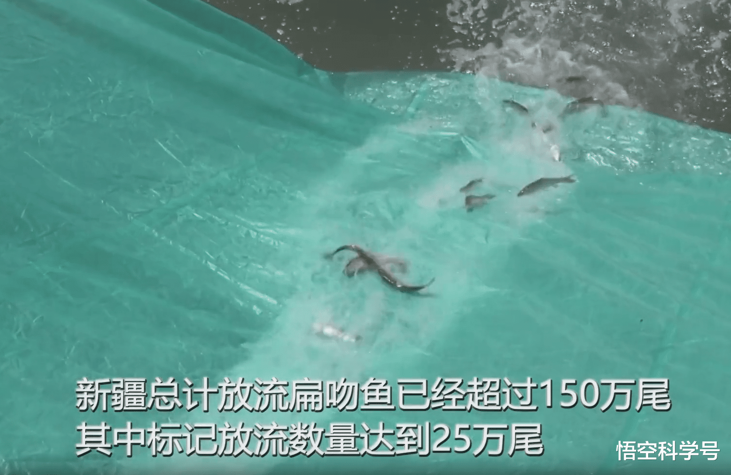 上饶|中国特有扁吻鱼可达120斤！放流50万尾，湖里其他鱼够它们吃吗？
