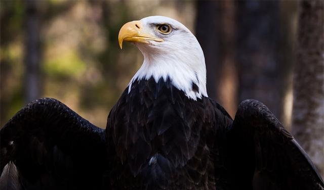 美丽|?因为太萌差点成为“国鸟”的小肥啾：美丽在可爱面前一无是处