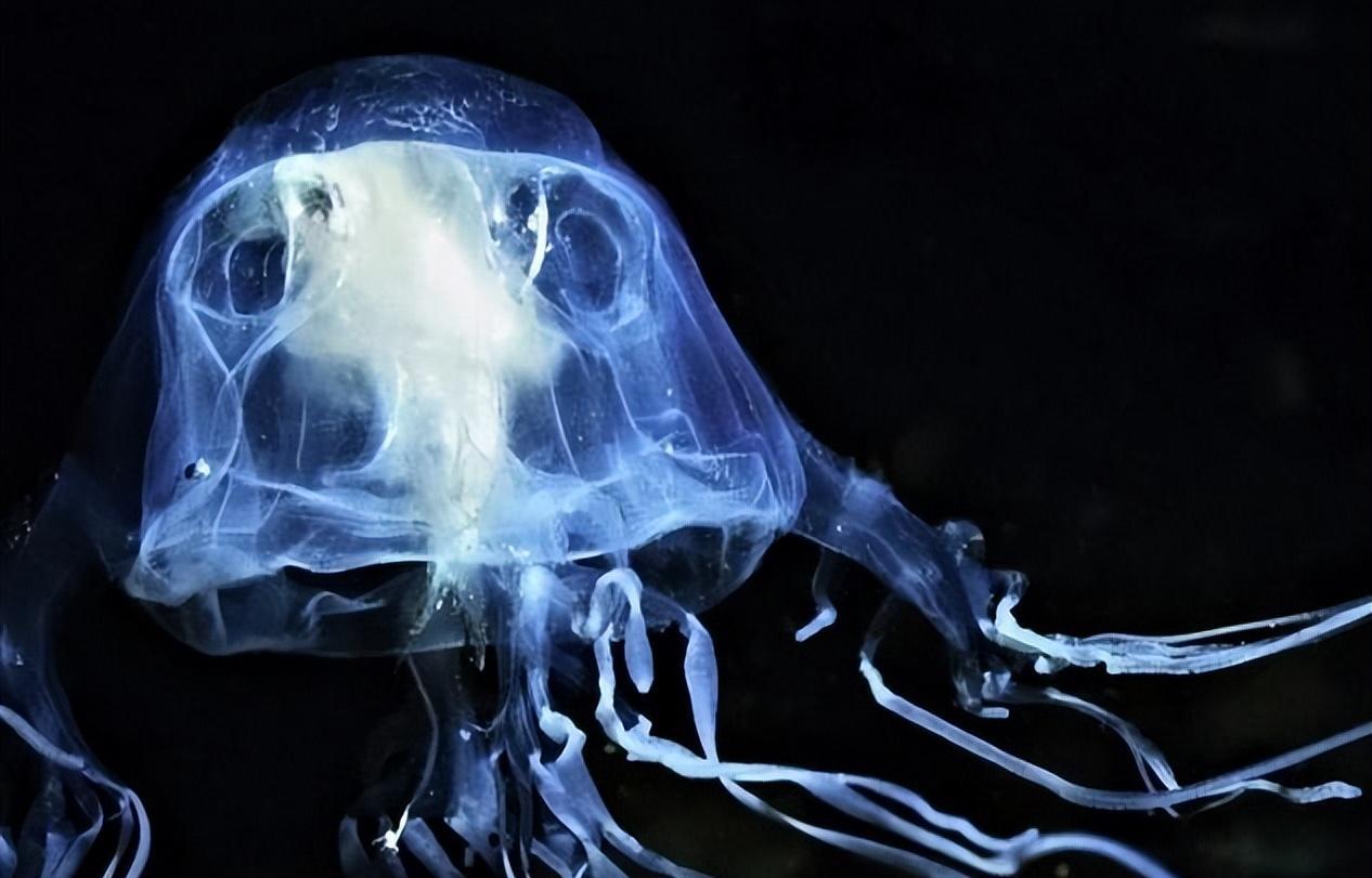 盘点十种世界剧毒生物,见血封喉,各个都是大自然的天生杀手