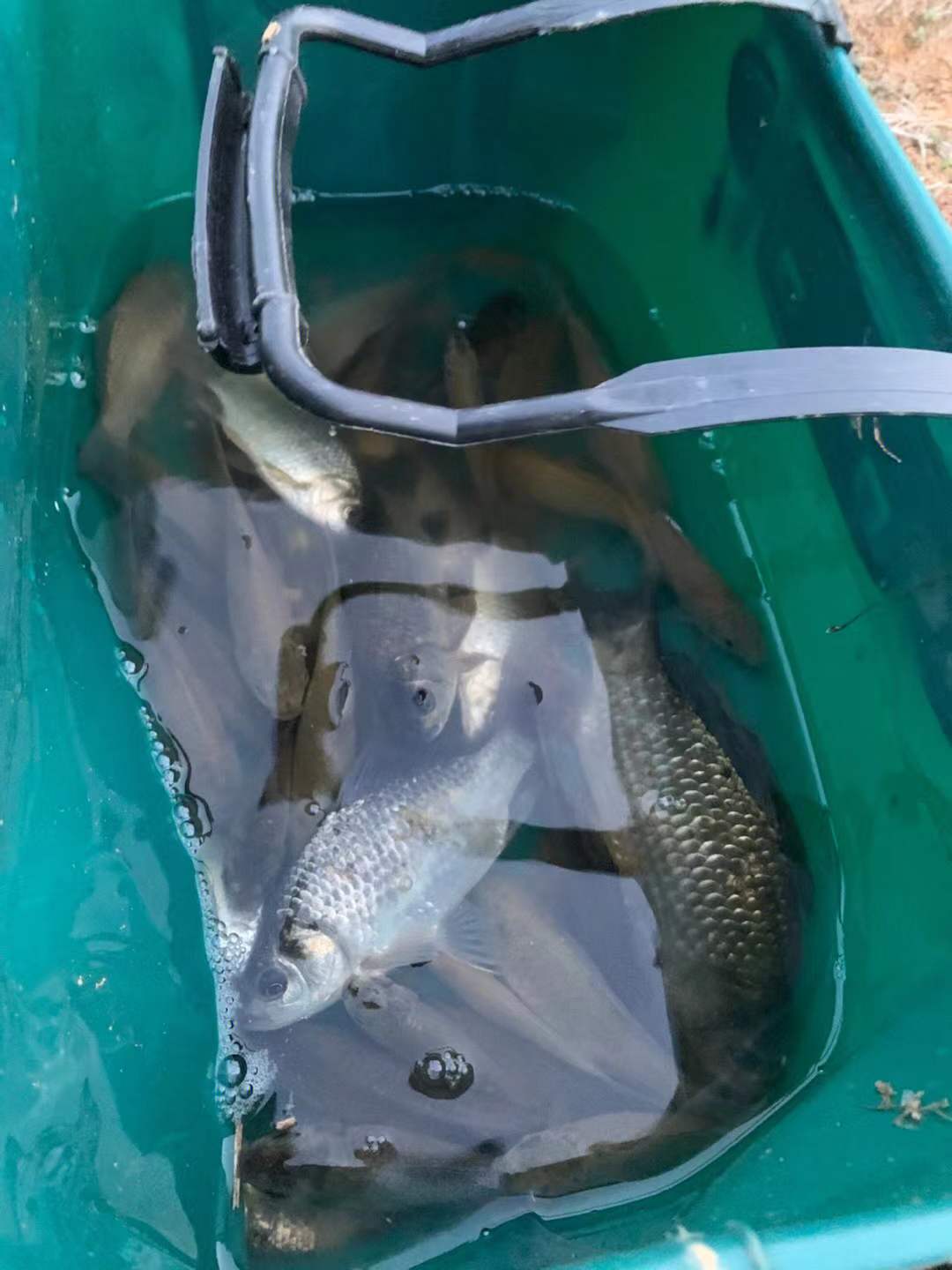 |老钓鱼人都喜欢的自制窝料，专钓大鱼，一年四季都能用！