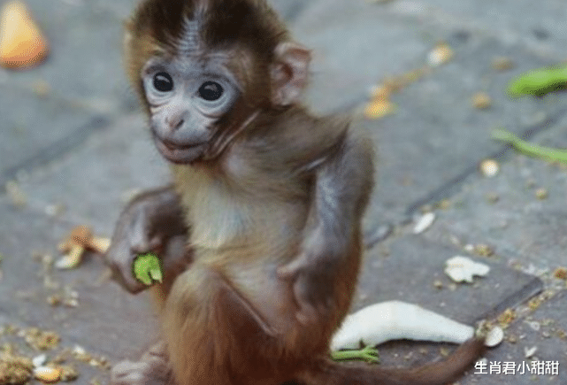 |1月14号大红大紫行大运，生肖猴诸事顺利，事业有成取得大丰收