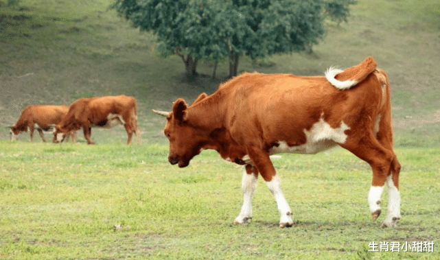 星座女|鸿运当头机不可失，属牛人把握难得机会，在职场扭转乾坤