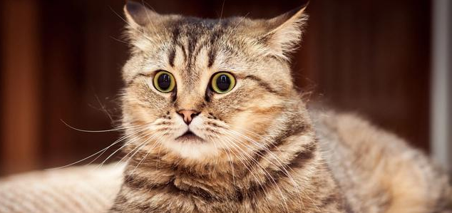 |你为什么养猫？