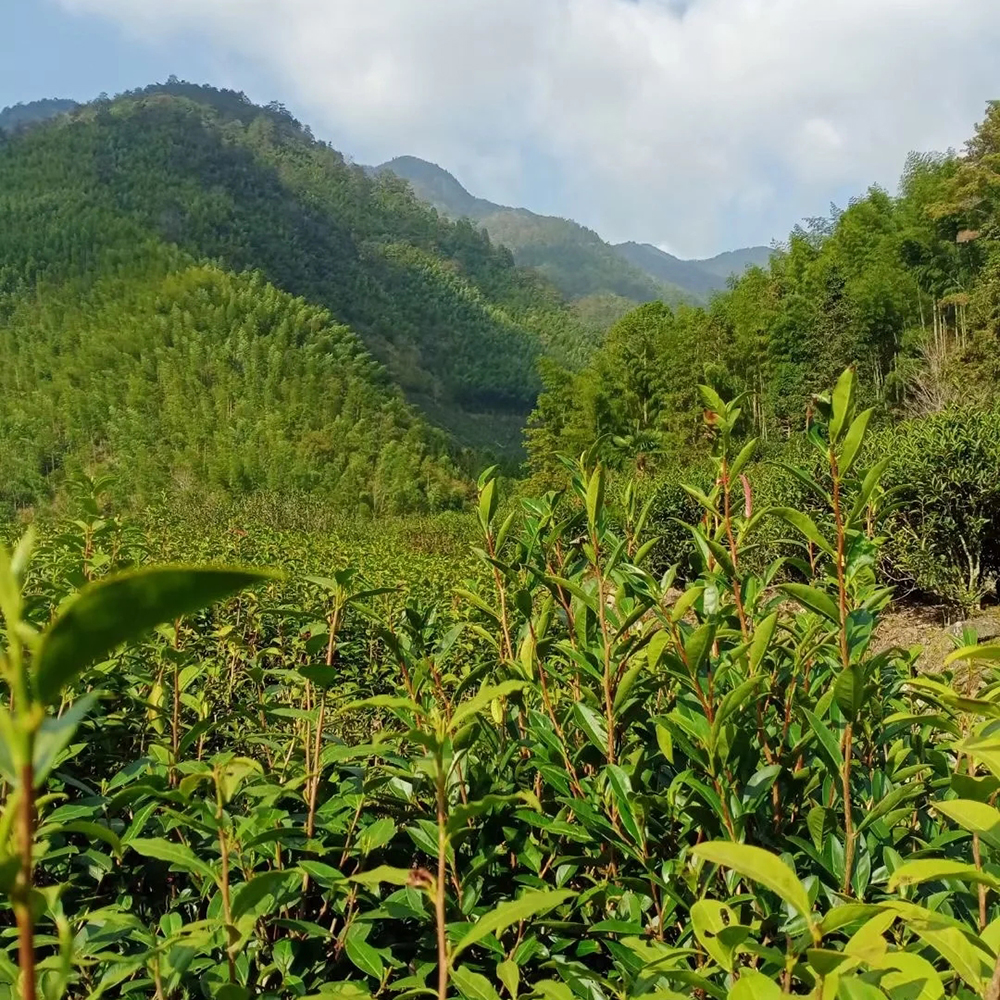 绿茶|立夏时节饮一杯清热降火的好茶,正确冲泡绿茶的方式你学会了吗?