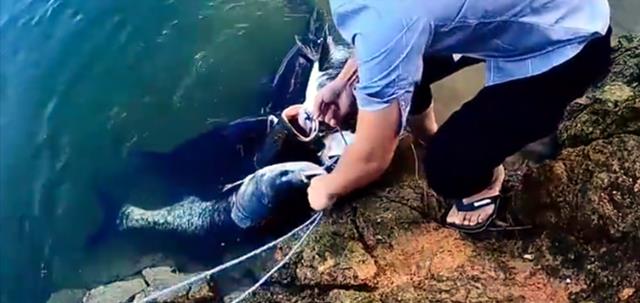 饵料|男子野钓轻松收获6条胖头鱼，制止朋友拍照发朋友圈，网友：自私