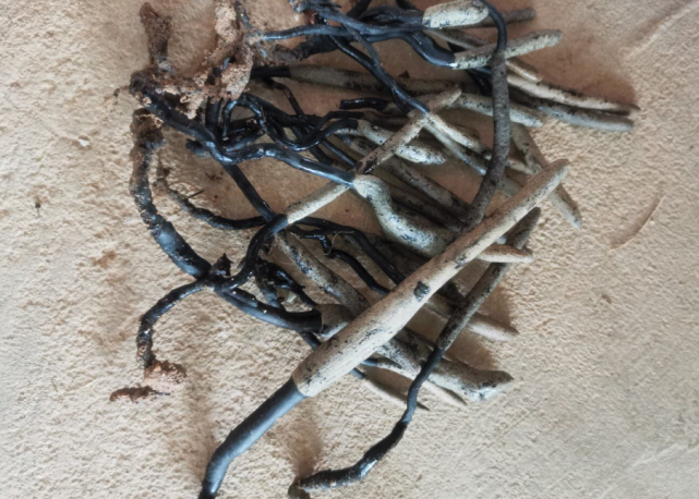 南方女子偶遇菌界神话枯萎烧香 顺藤摸瓜能挖到高级山珍鸡枞胆