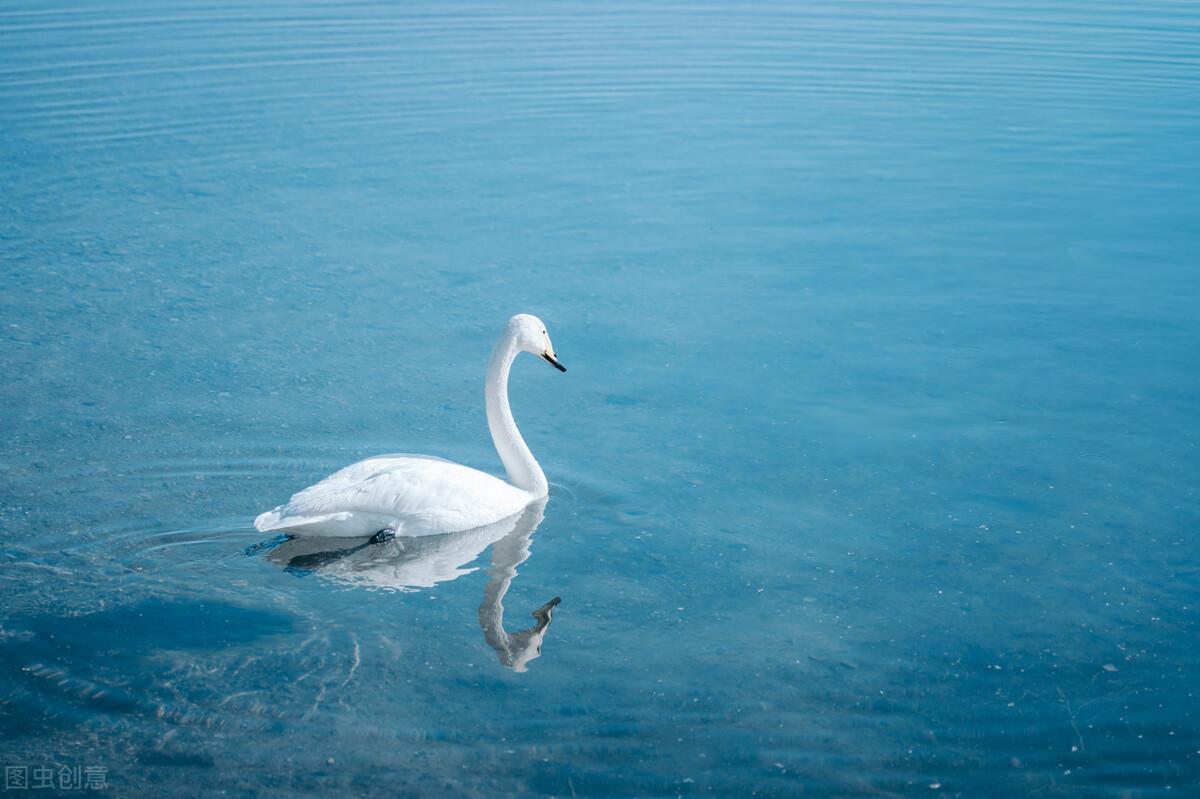 赛里木湖|郭进拴|游赛里木湖