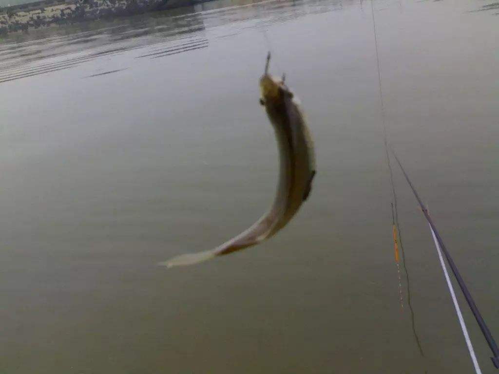 饵料|大钩、素饵能避开小杂鱼闹窝吗?实战没啥效果,不如用这一招