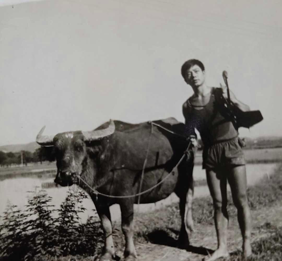 心中有怨恨竟拿耕牛撒气,1975年成都天回公社耕牛死亡案侦破始末