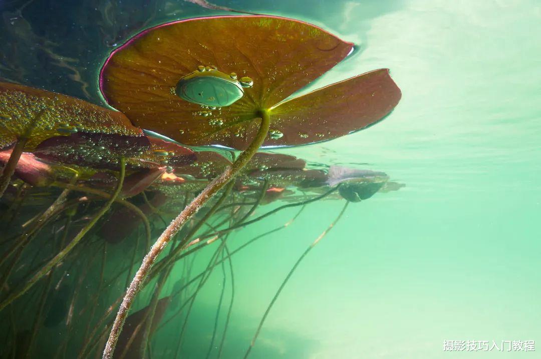 拍荷花,你有想过在水里拍吗?摄影师带你领略不一样的水下莲花