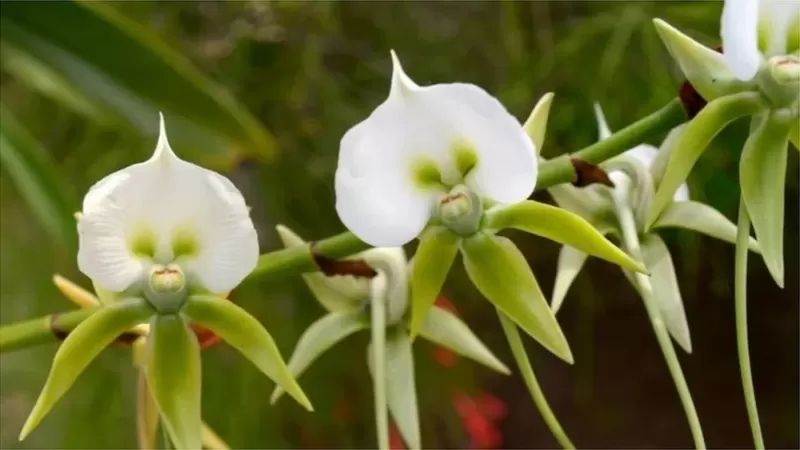 关于植物 你未必知晓的五个神奇事实