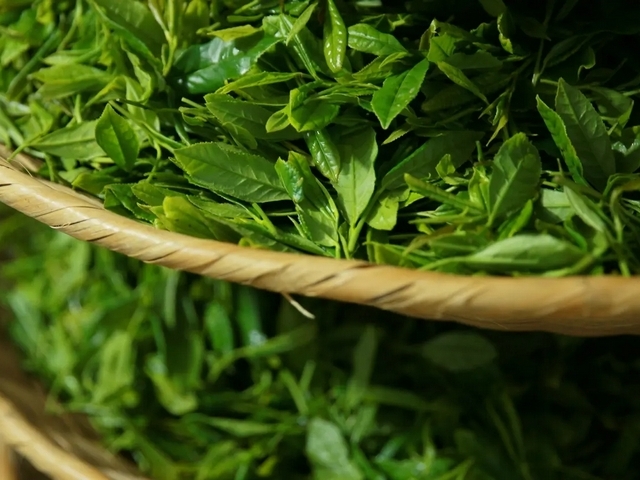 高效蛋白的作用机理及在农作物上的应用