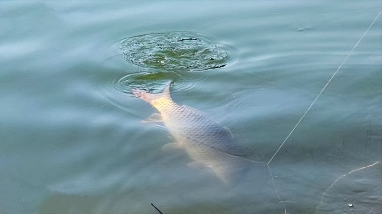饵料|你给鱼下钩，鱼给你设套，人鱼之间的较量，究竟鹿死谁手？