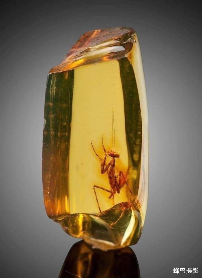 32张活久未见的照片,1200万年前的螳螂,15米长的泰坦巨蟒