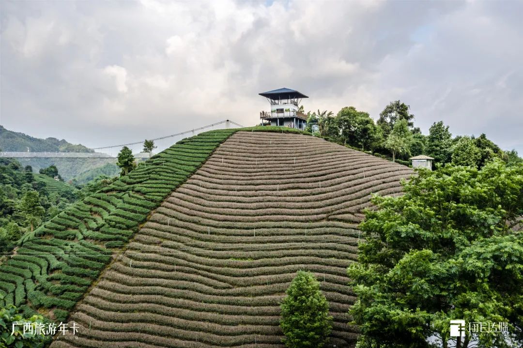 |别只迷恋黄姚哥，贺州这个“茶园梯田”也美若仙境| 广西旅游年卡
