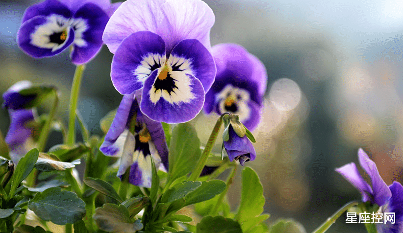 |生日是哪几个日子的人,没有跌宕起伏,只有一帆风顺,明年会更好
