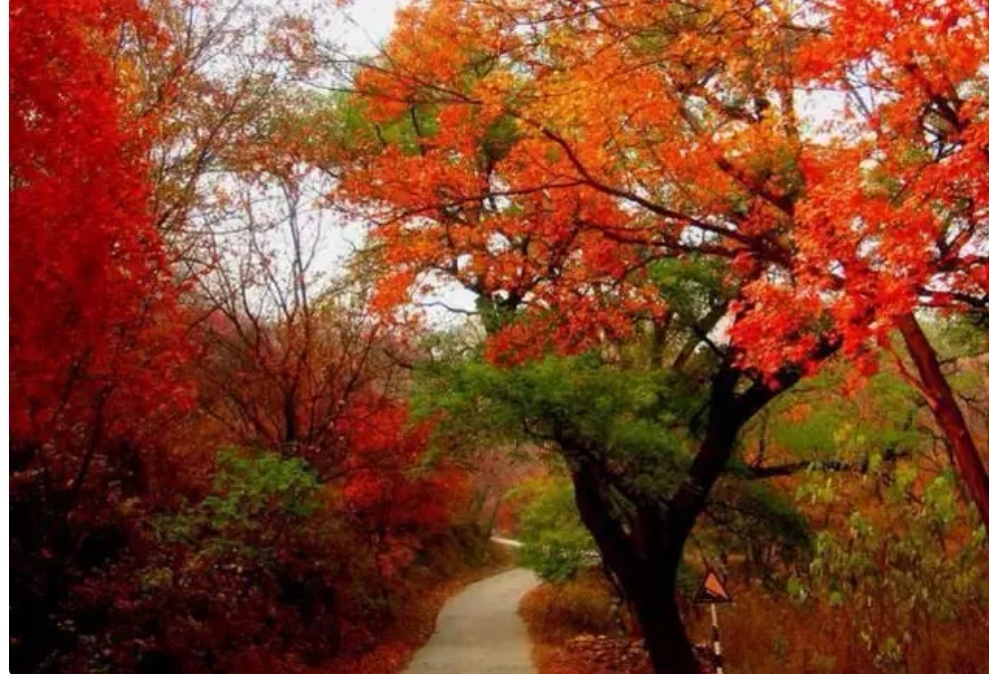 北京市|北京看红黄叶相辉