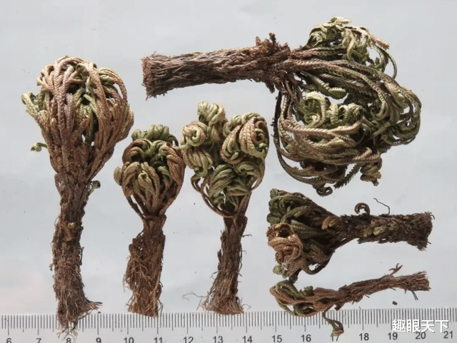会复活的九死还魂草,原来是它?!再见到一定要留意!