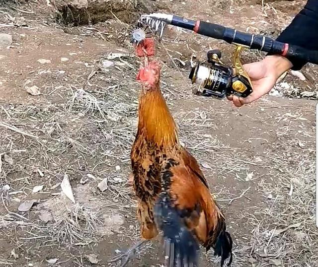 四川省|四川一男子水库里野钓，鱼一条没有却意外收获了一只鸡，咋回事？