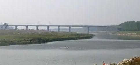 鳊鱼|适当索取！武汉一河道现大量野生鳊鱼，有人天没亮就去占位置了