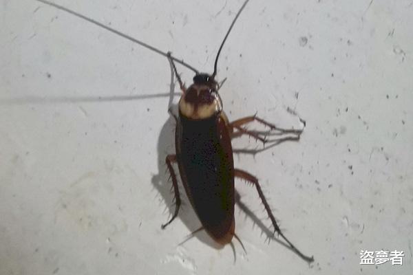 夏季蟑螂活动猖獗,怎样才能消灭它们?